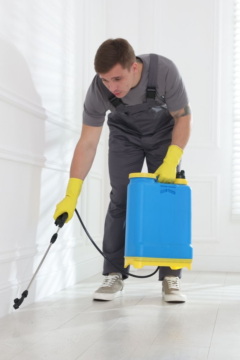 Why Stanmore Properties Are Prone to Pests