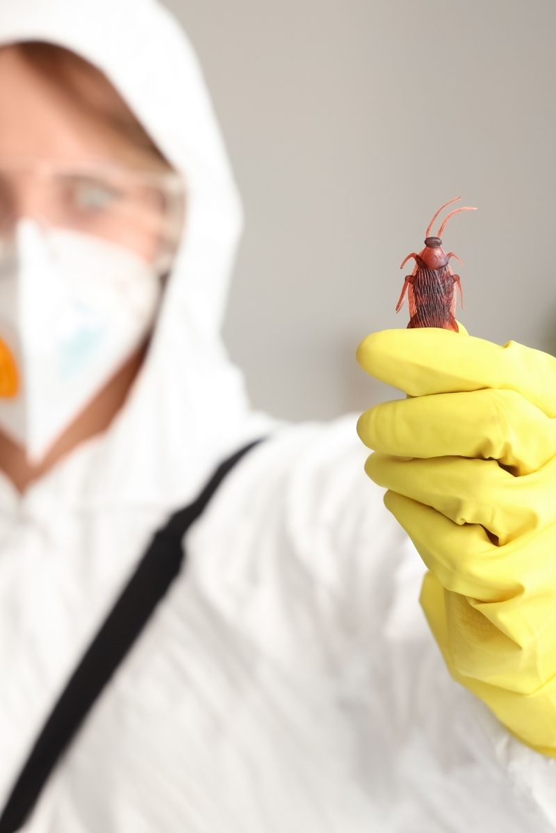 Commercial Pest Control on Enmore Road
