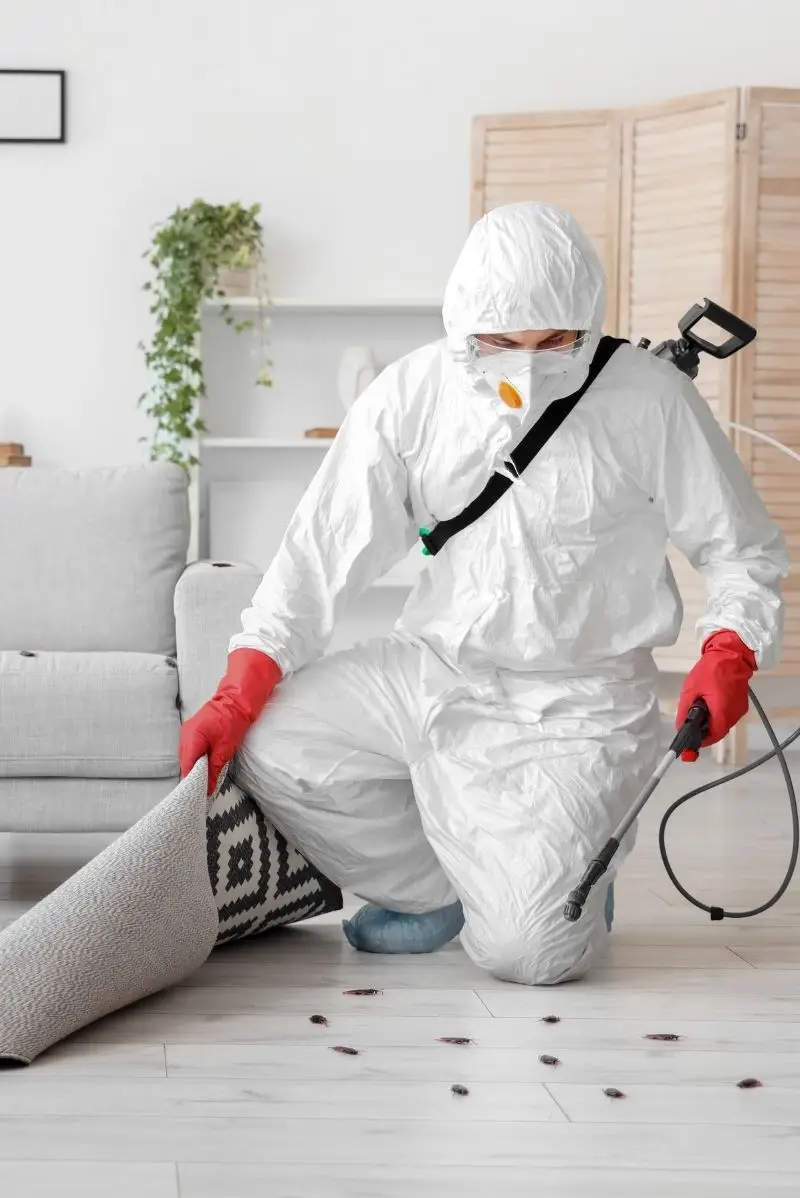 How It Works - Pest-Free in 3 Simple Steps