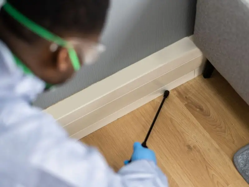 Pest Control Paddington Terrace Specialists From $89