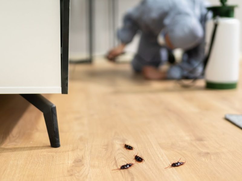Pest Control Tempe