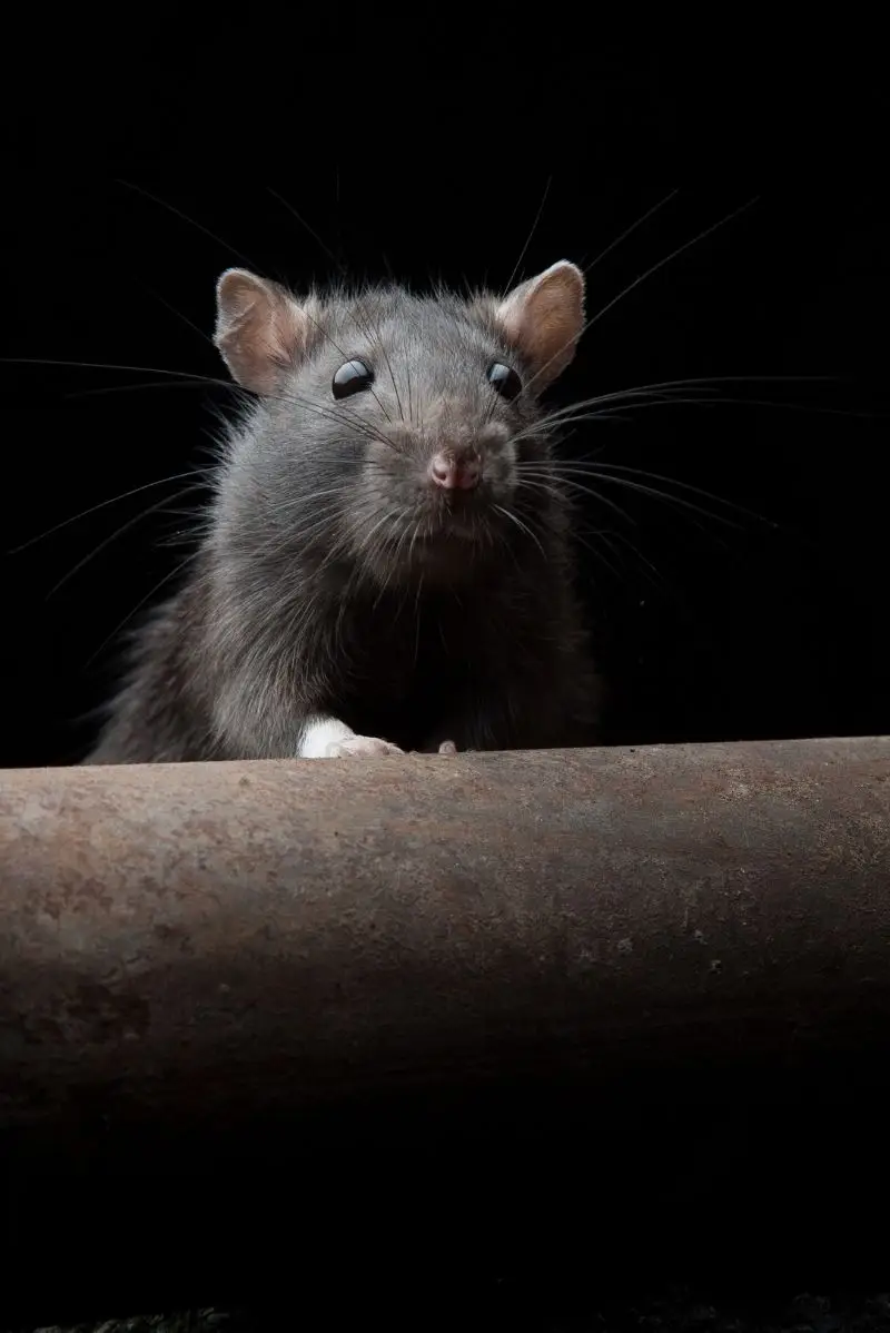 Possums & Roof Rats When the Fig Trees Move Indoors