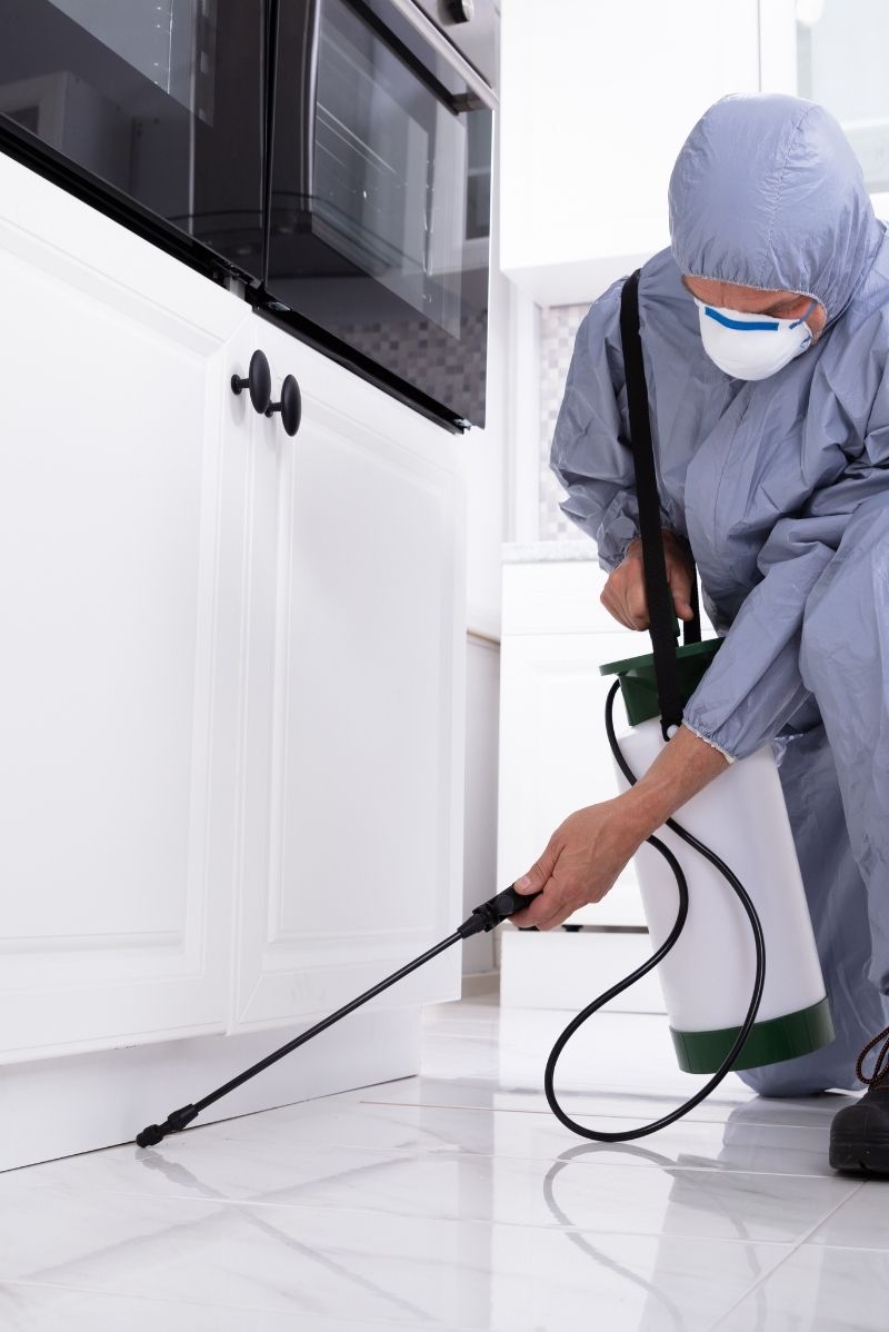 Signs You Need Pest Control in Woolloomooloo