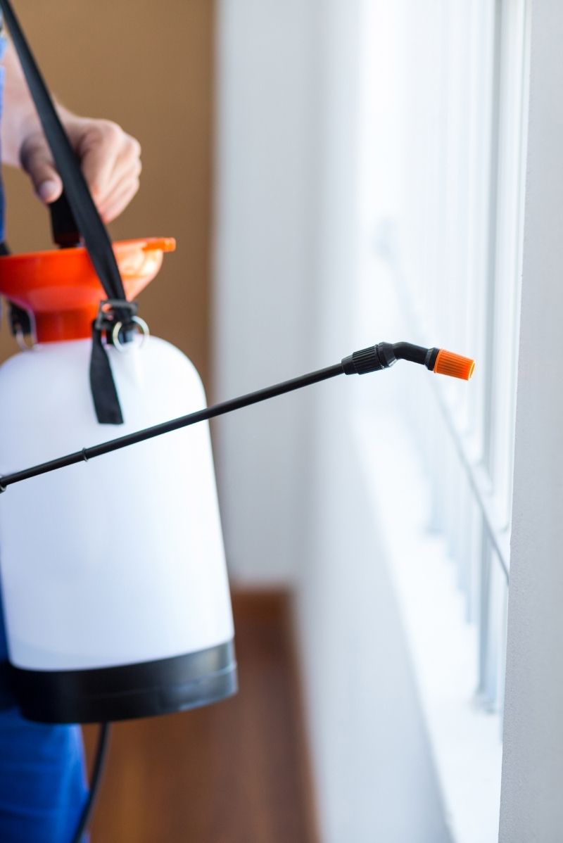 Why Sydenham Properties Face Serious Pest Pressure