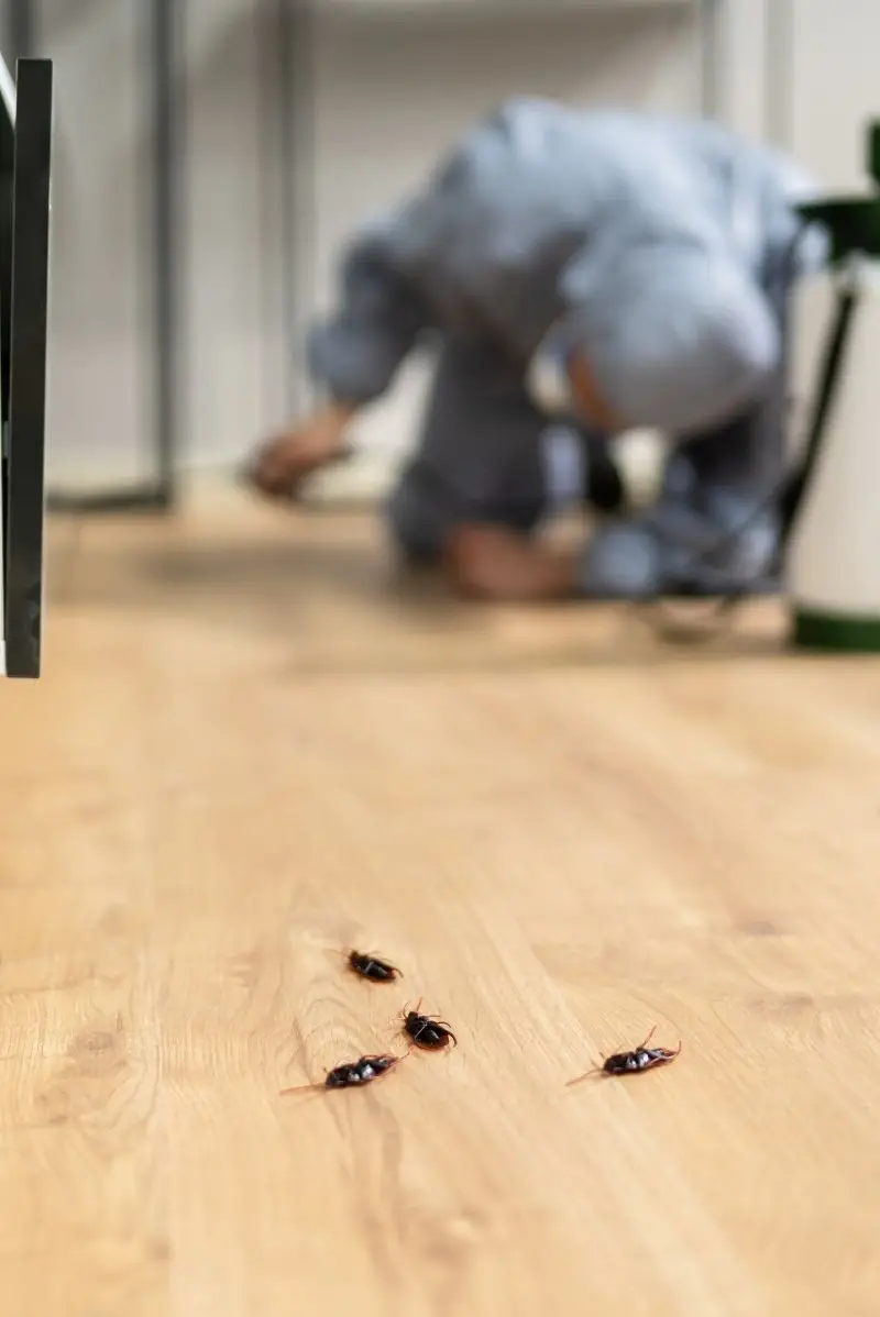 Why the Eastern Suburbs Chooses On Call Pest Control