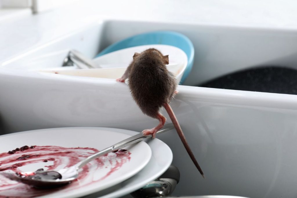 What Our Café Pest Control Program Includes